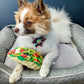 Taco Tuesday Dog Toy: Large
