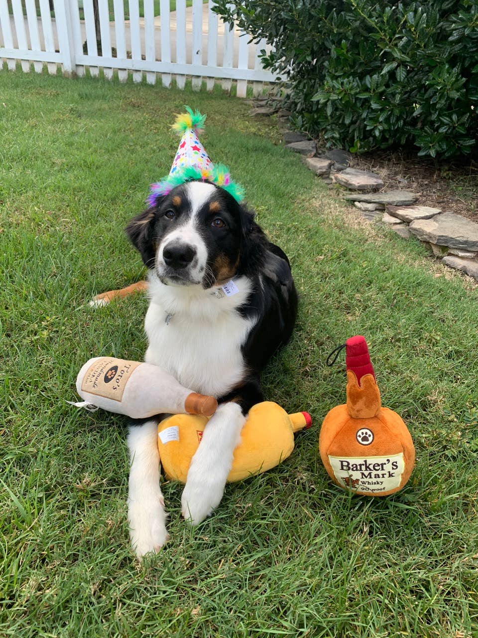 Toto's Pawdka Dog Toy: Small