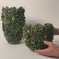 Succulent Vases